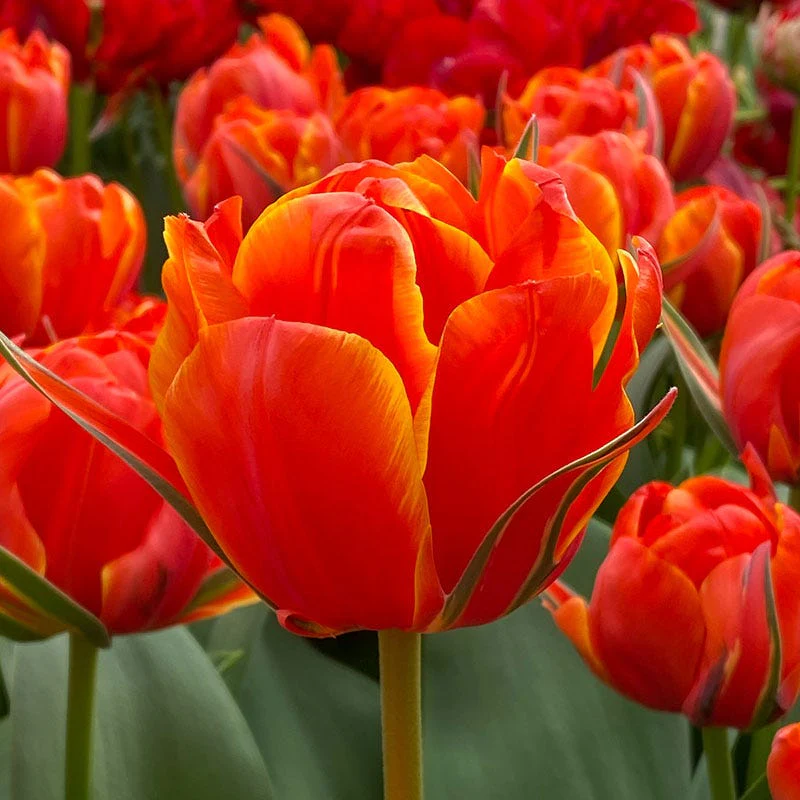Fall-Planted Bulbs On Sale