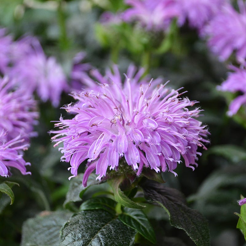 Perennials On Sale