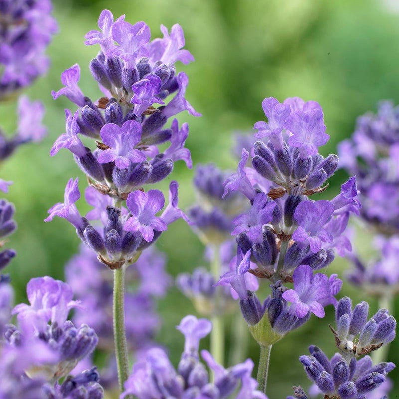 Bestselling Perennial Plants